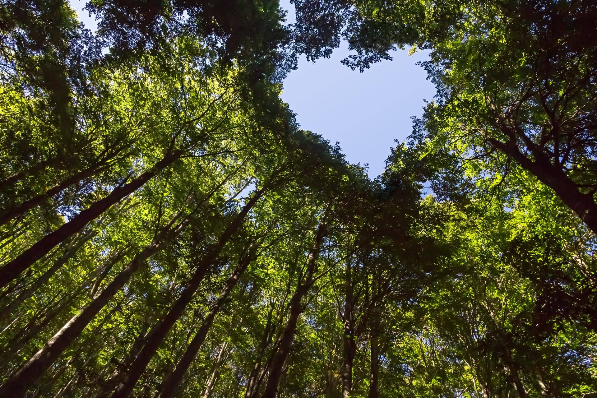 ESG Strateji ve Yönetim Danışmanlığı